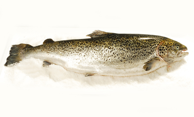 Salmón Entero
